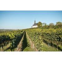 Wildkräuterwanderung durch die Weinberge Worms Unkategorisiert online kaufen Wildkräuterwanderung durch die Weinberge Worms Unkategorisiert online kaufen